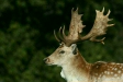 Fallow Deer <i>Dama dama</i>